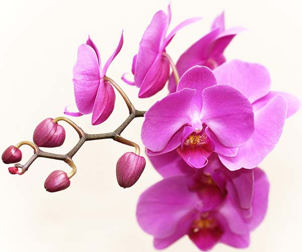 orhidee-planta-apartament-feng-shui